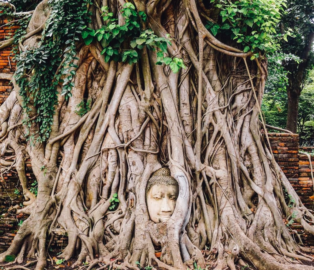 Testa di Buddha avvolta dalle radici dell’albero sacro nel tempio Wat Mahathat di Ayutthaya.